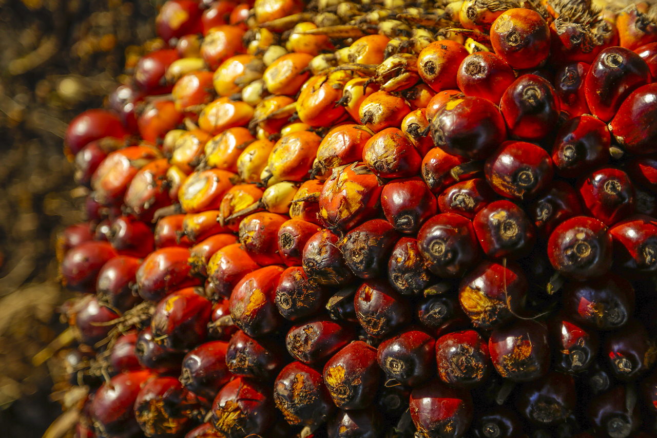 Palm oil service Palm oil services
