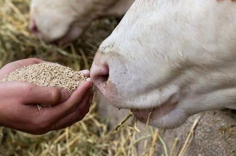 Enriched Animal feed